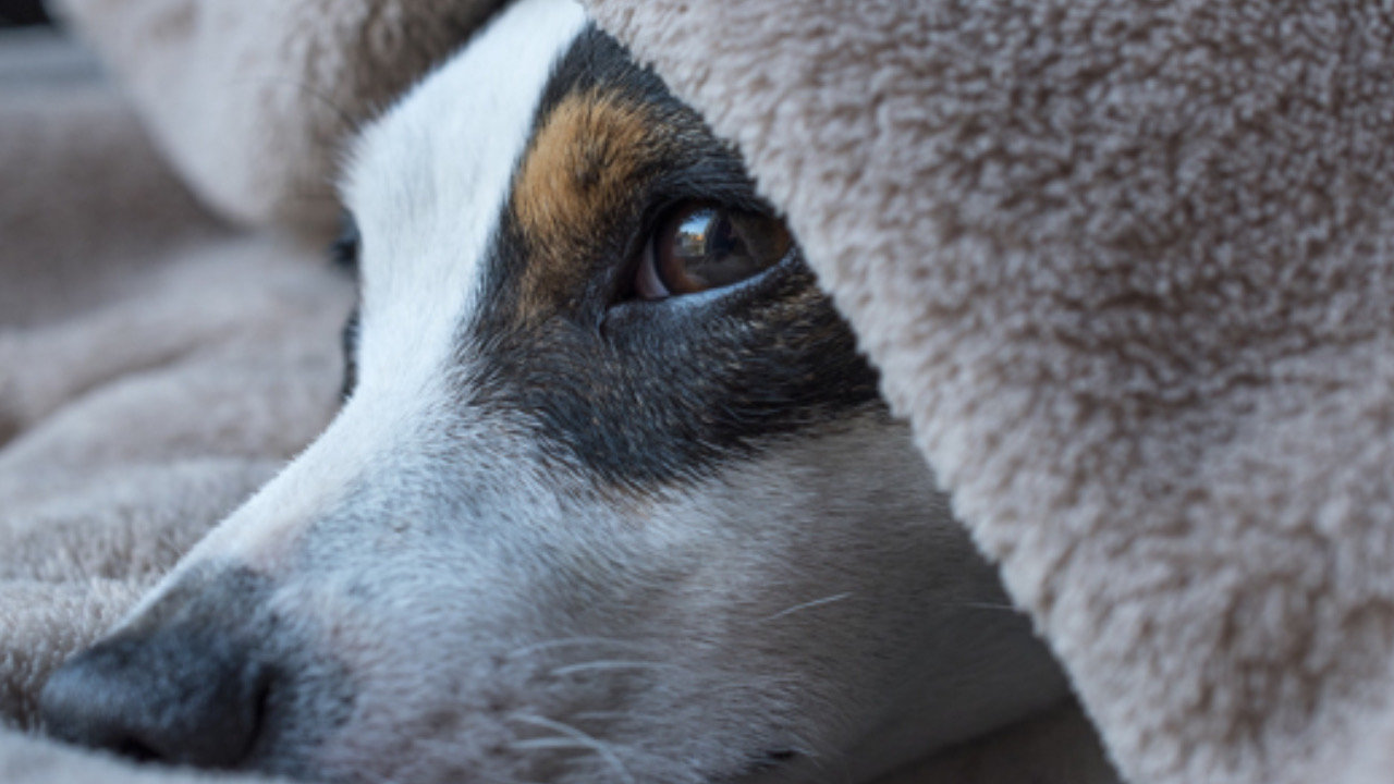 Cane sotto le coperte