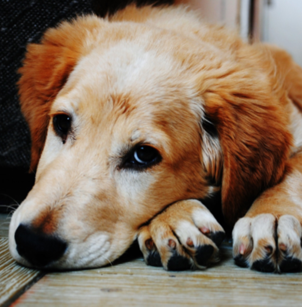 Cane sdraiato a terra