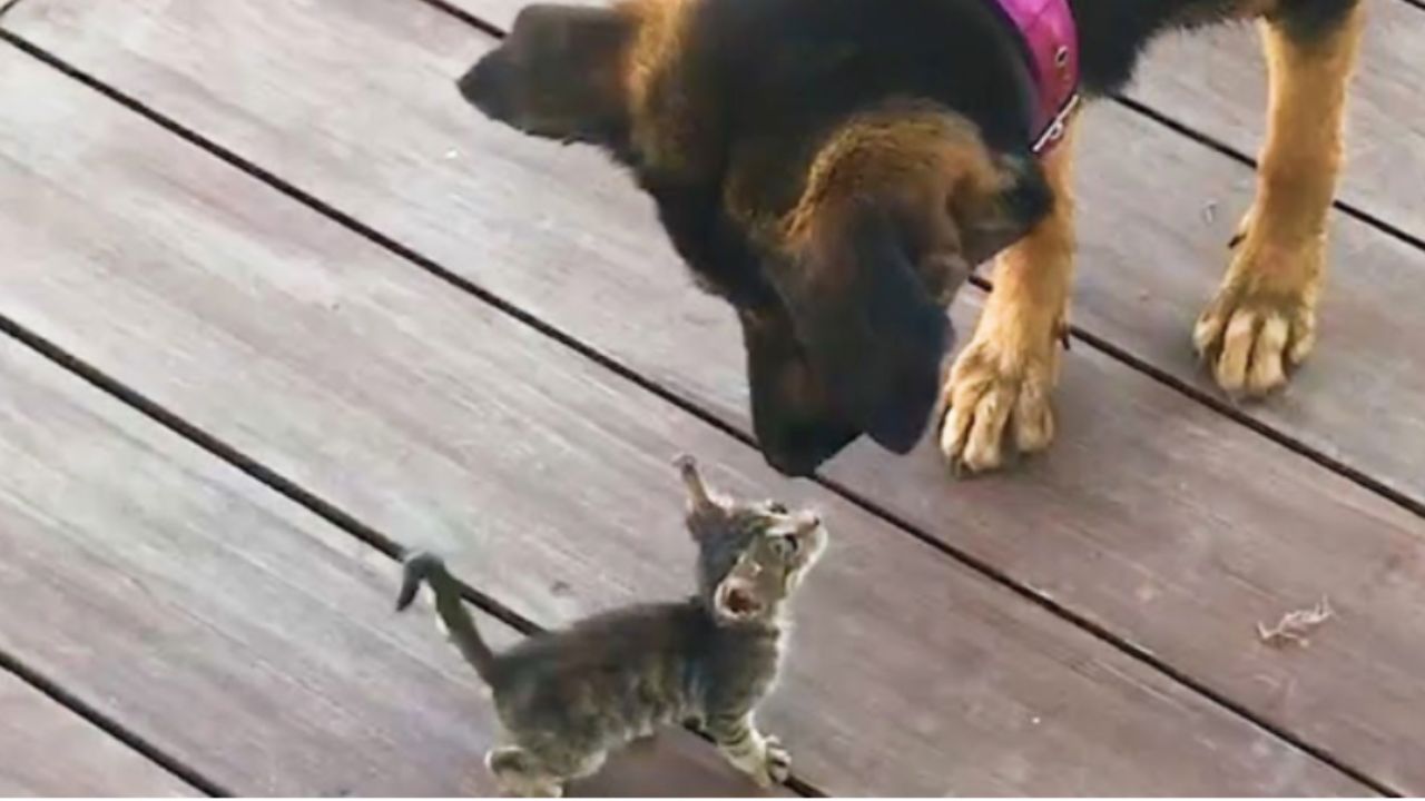 un cane fa amicizia con un gatto