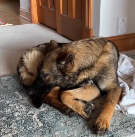 Quando l’hanno adottata non sapeva neanche giocare: ora questo cane è finalmente felice