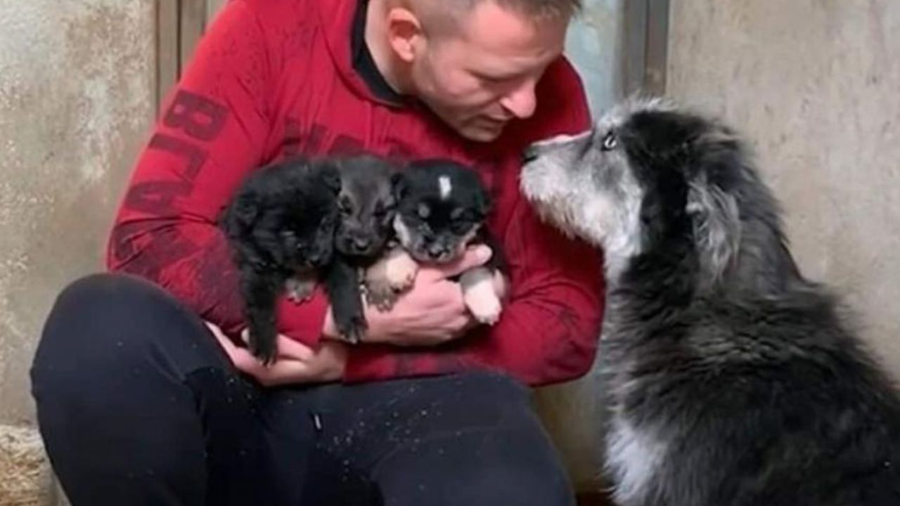 Un uomo salva dei cuccioli