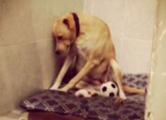 Questa cagnolina ha perso (di nuovo) la sua casa: la sua è una delle storie più tristi del mondo