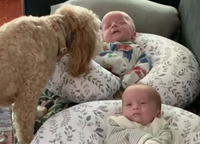 Questo Goldendoodle è super responsabile: fa da baby sitter a ben tre neonati