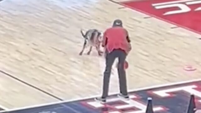 Questo cane decide di lasciare un “ricordino” sul campo da basket e fa ridere tutti
