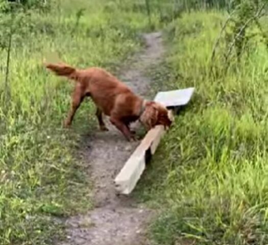 Questo cane non è per niente d’accordo con il cartello “I cani non sono ammessi”