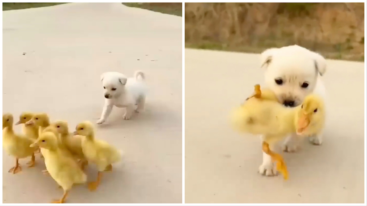 Cucciolo di cane insieme ai paperotti