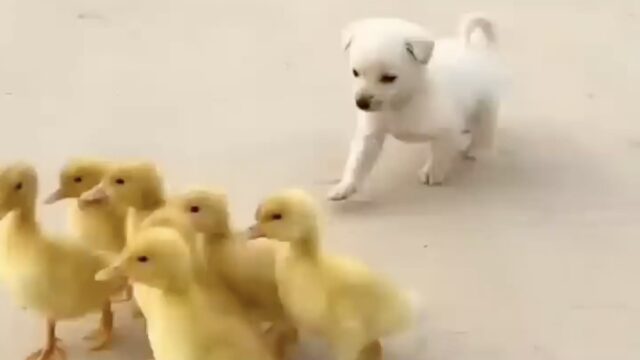 Questo cucciolo di cane cresce con i paperotti e se ne sente anche responsabile