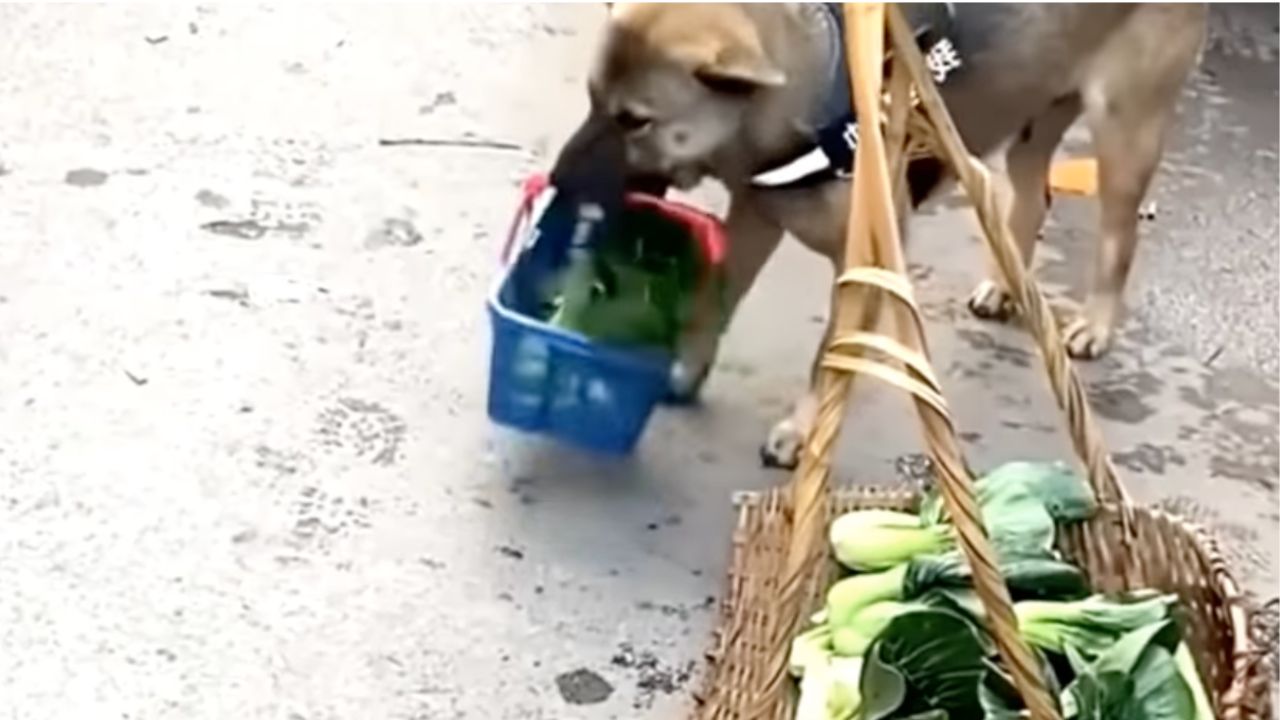 un cane si comporta da essere umano