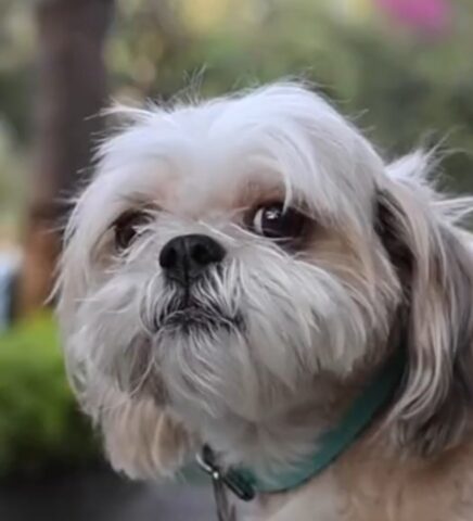 Un milionario mostra la vita piena di lussi di Camila, la sua amata (e viziata) cagnolina Shih-Tzu