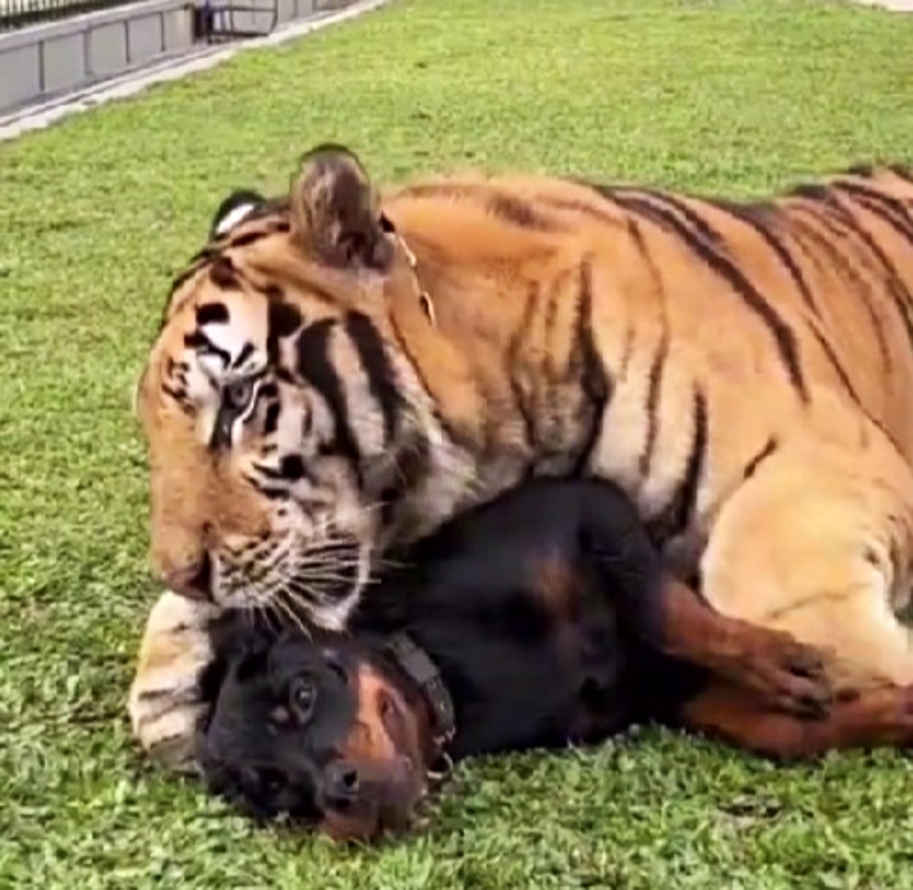 Rottweiler e tigre