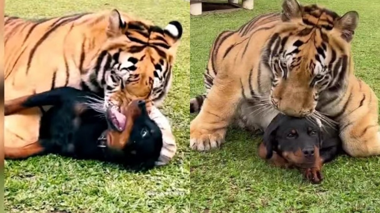 tigre e Rottweiler