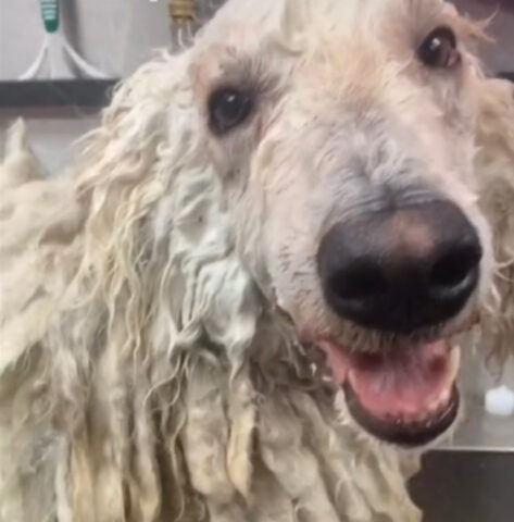 Sì, questo cane mocio fa il bagno ed è proprio la cosa più carina che vedrete oggi