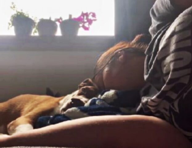 “So che sei pronto ad andare”: la padrona di questo cane decide di salutarlo così