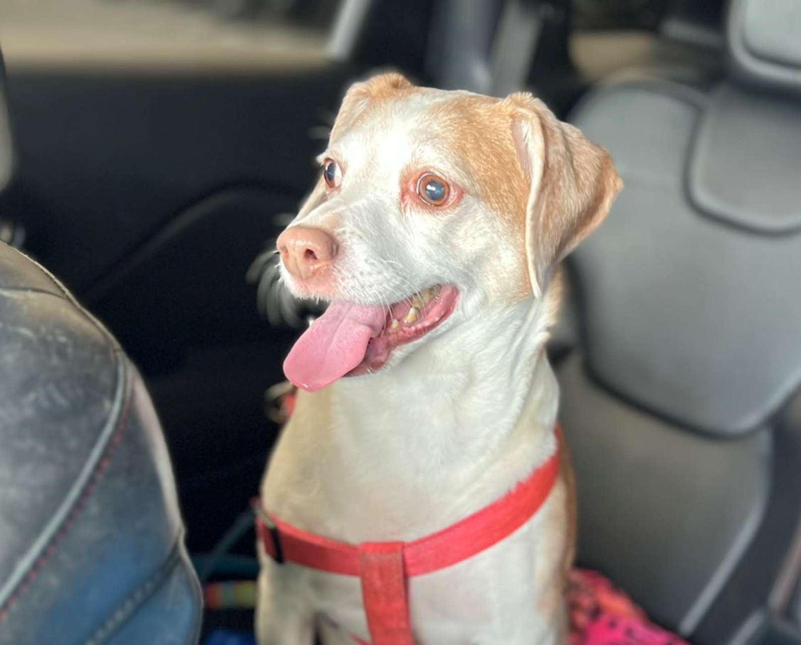 cagnolina in auto