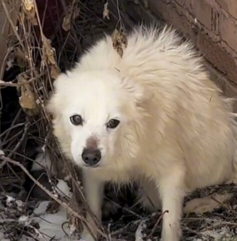 Tremante e a pezzi, questa cagnolina voleva solo essere salvata insieme ai suoi cuccioli