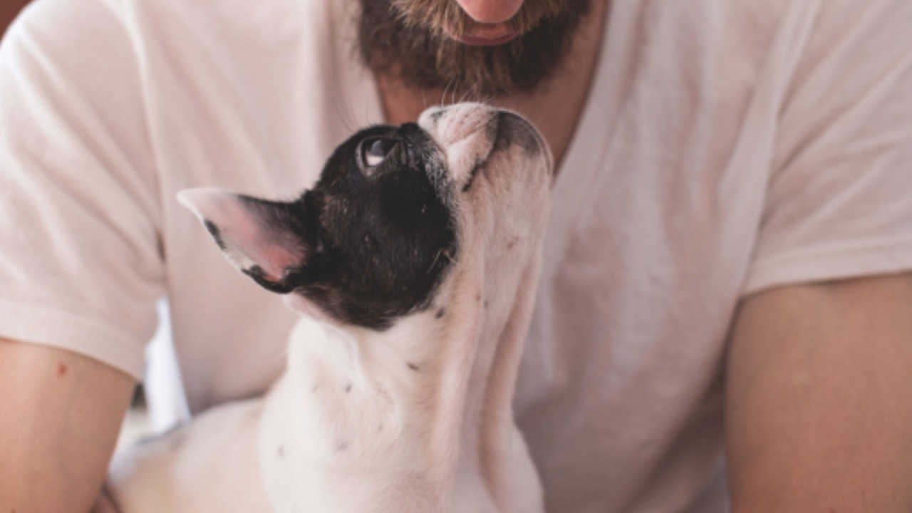 Cane bacia l’umano