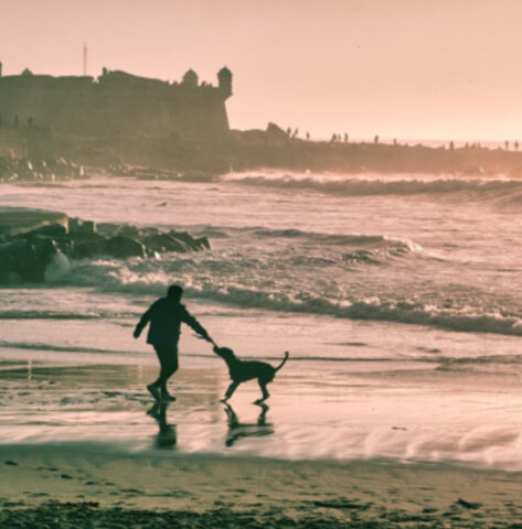 Cane e umano al mare