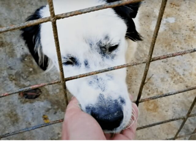 Un cane insonne giace accanto a una donna e chiude gli occhi per la prima volta da quando è stato salvato