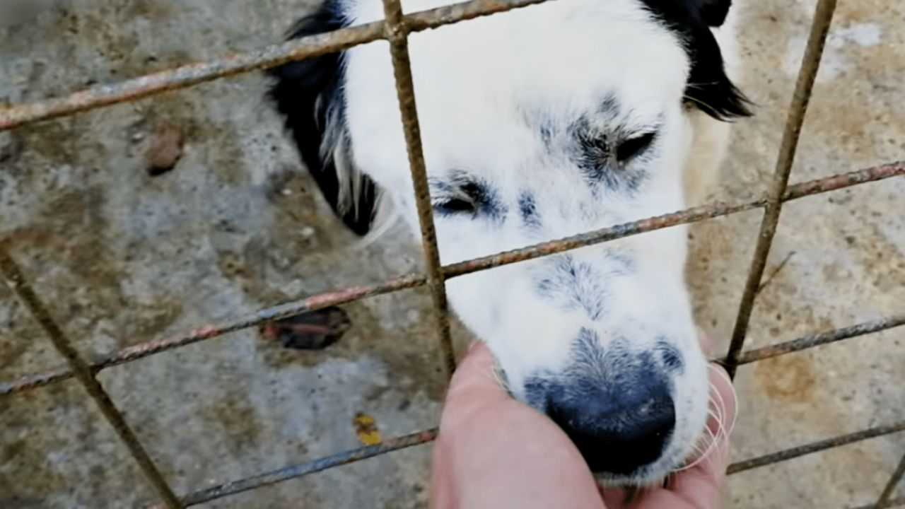 un cane trova una padrona 