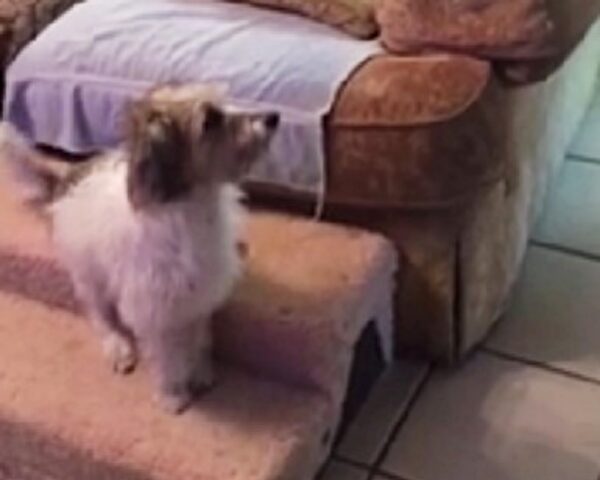 Un cane maltrattato adesso è finalmente felice, e lo dimostra “cantando” nella sua nuova casa
