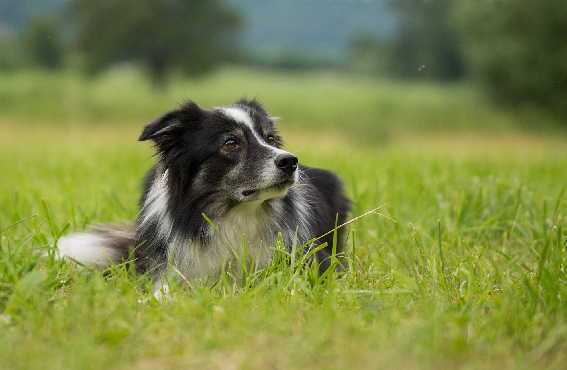 cane sul prato