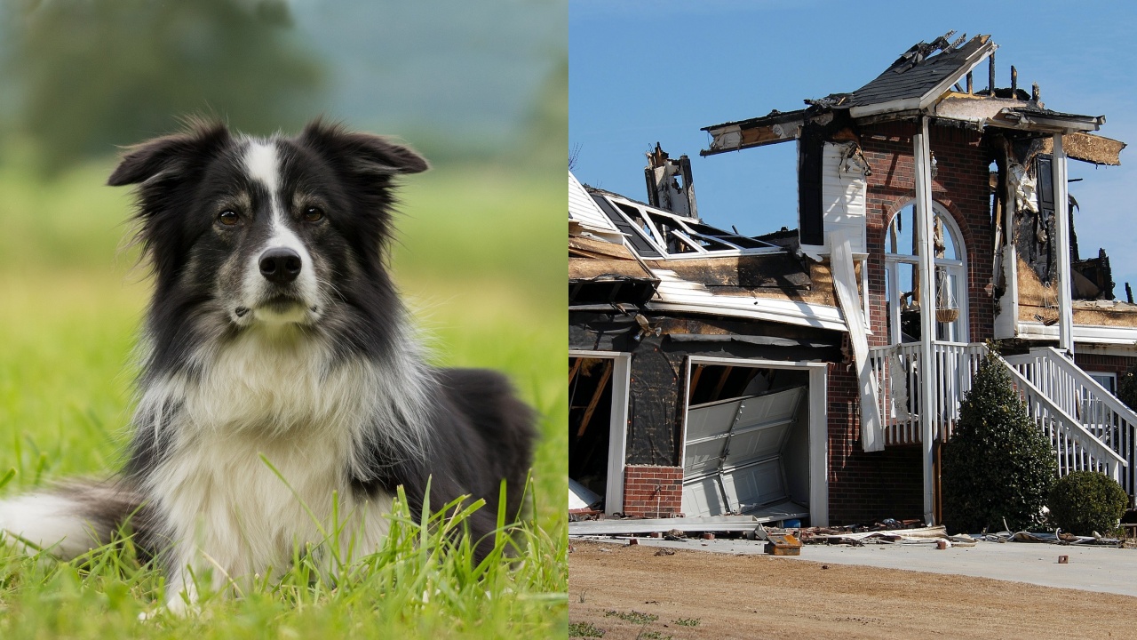 cane e casa distrutta