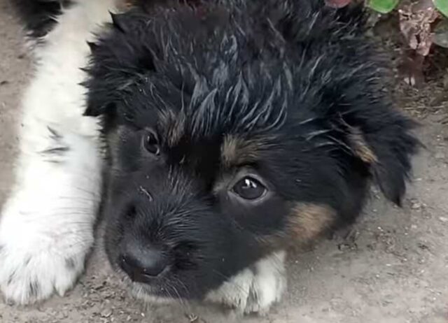 Un intelligentissimo cucciolo di cane attira l’attenzione di un uomo e lo accompagna dai suoi amici randagi