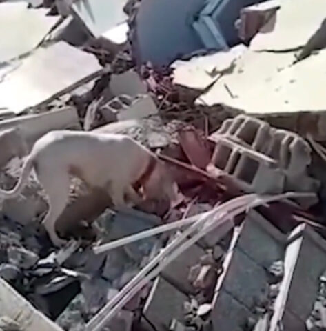 Un momento straziante: questo cane cerca di portare da mangiare al suo padrone sepolto sotto le macerie