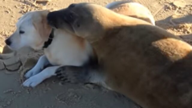 Il cane e la foca si incontrano in spiaggia: il loro legame fa il giro del mondo
