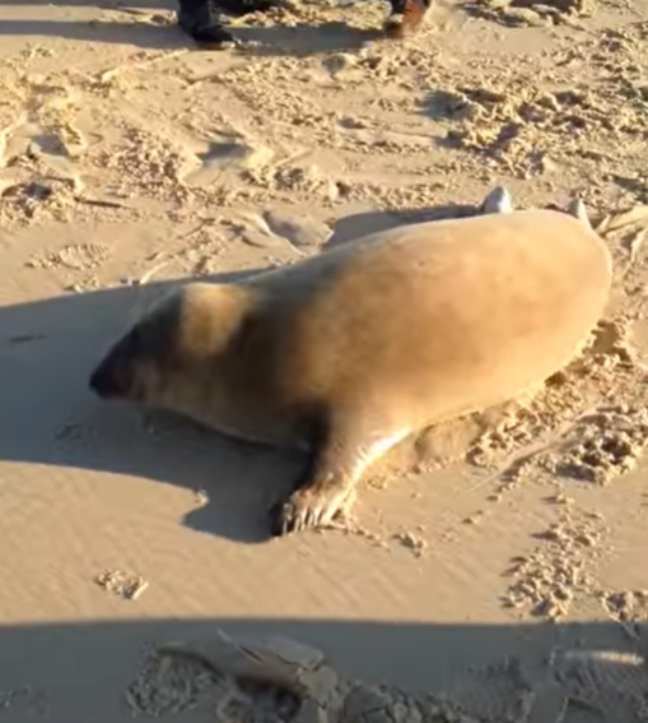 Una foca in spiaggia