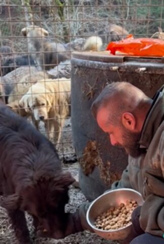L’uomo tutto d’un pezzo si commuove al rifugio e adotta un cane, cambiandogli la vita