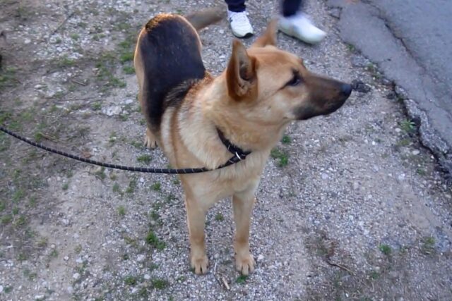 Ha abbandonato il cane per strada, ma la telecamera di sicurezza ha ripreso tutto