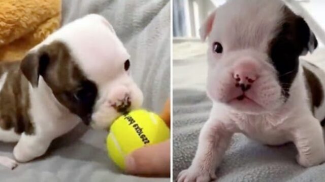 Lo hanno abbandonato nella neve, senza una zampa: il piccolo Bulldog è vivo per miracolo