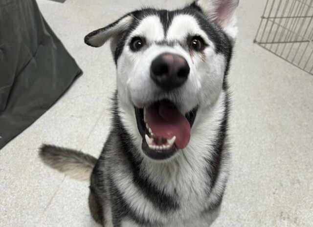 Per adottare un Husky dal sorriso contagioso famiglia guida per chilometri