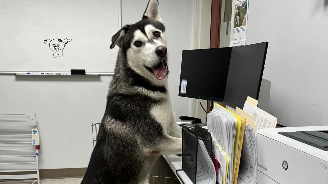 Husky in piedi sulla scrivania