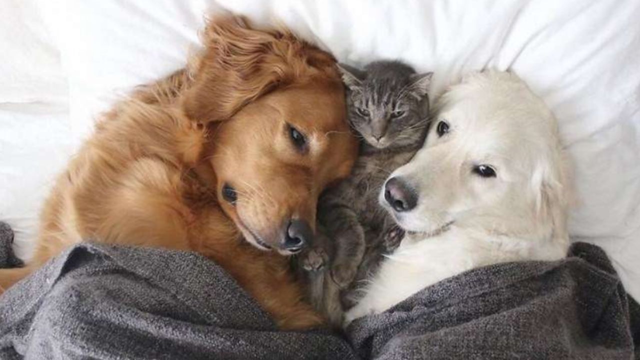 cani e gatto tra le lenzuola