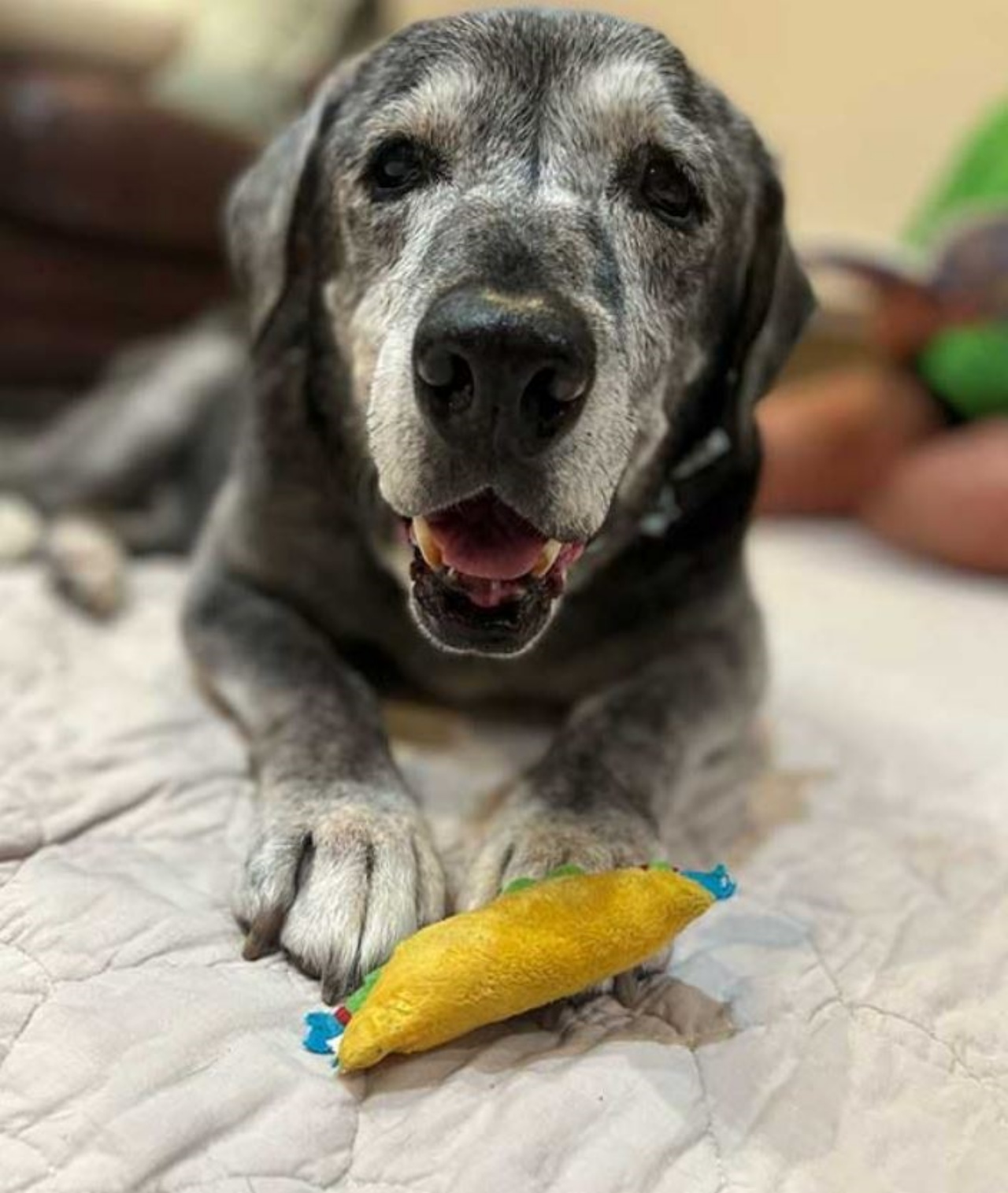 un cane anziano di 19 anni