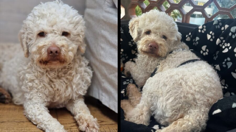 cagnolino lagotto pelo riccio