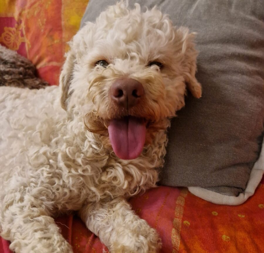 cagnolino sorridente lago