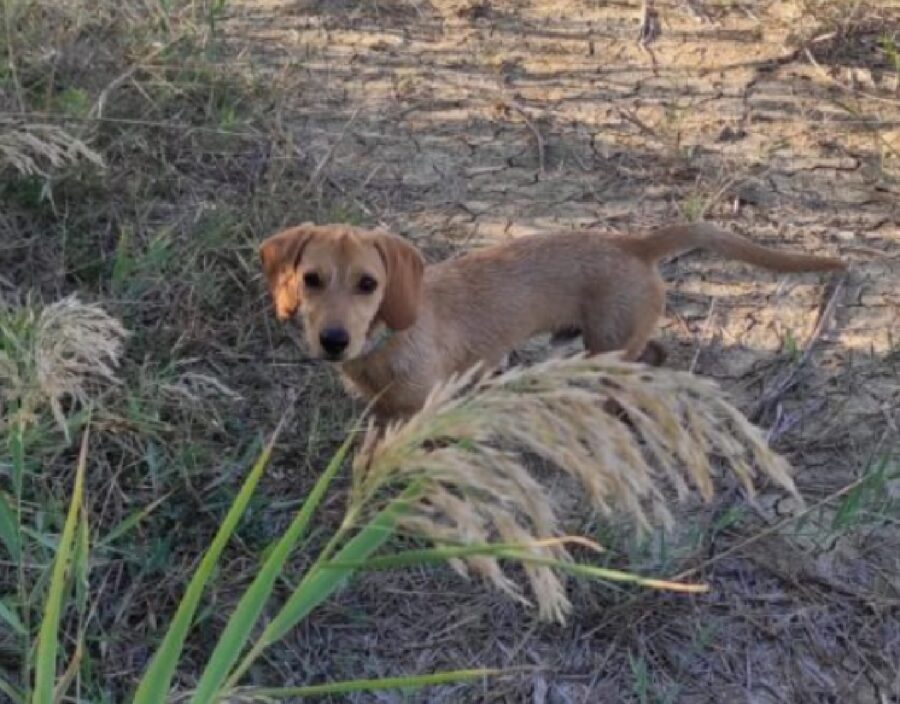 cagnolino dietro pianta