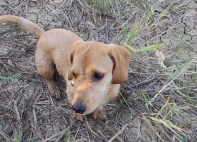 Belpasso, svanito nel nulla un cagnolino meticcio di un anno circa, si teme per la sorte di Charlie