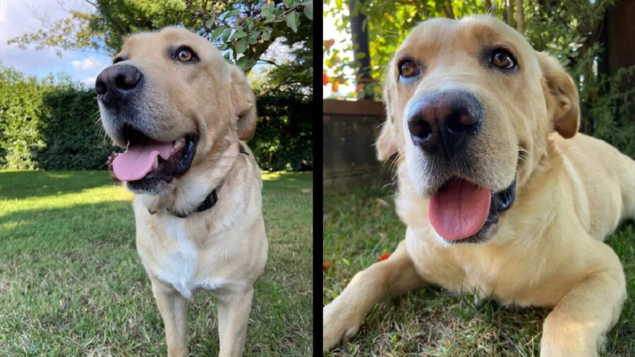 cane labrador pelo chiaro