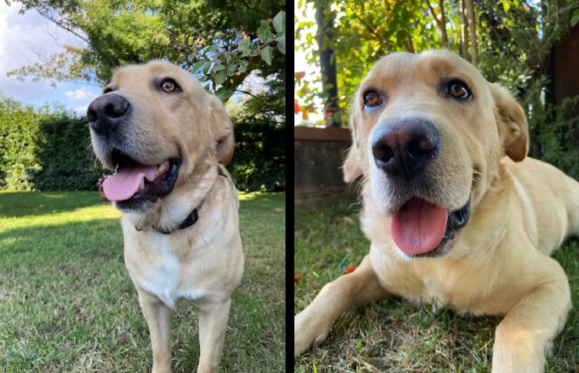 Benevento, si cerca da giorni un cane Labrador scomparso, ritrovarlo è una priorità