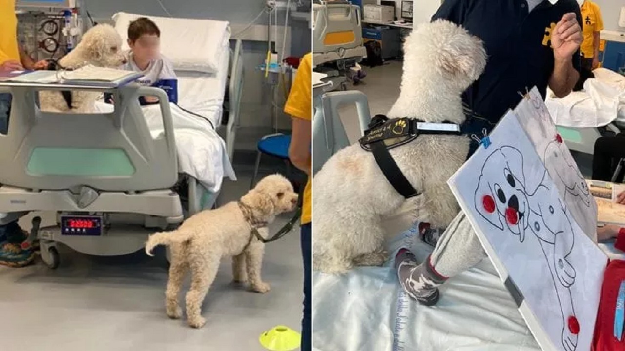 Cane piccolo bianco in ospedale