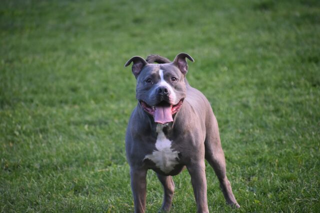 Bimba morsa da un cane a Pavullo: i proprietari dell’animale non l’hanno soccorsa