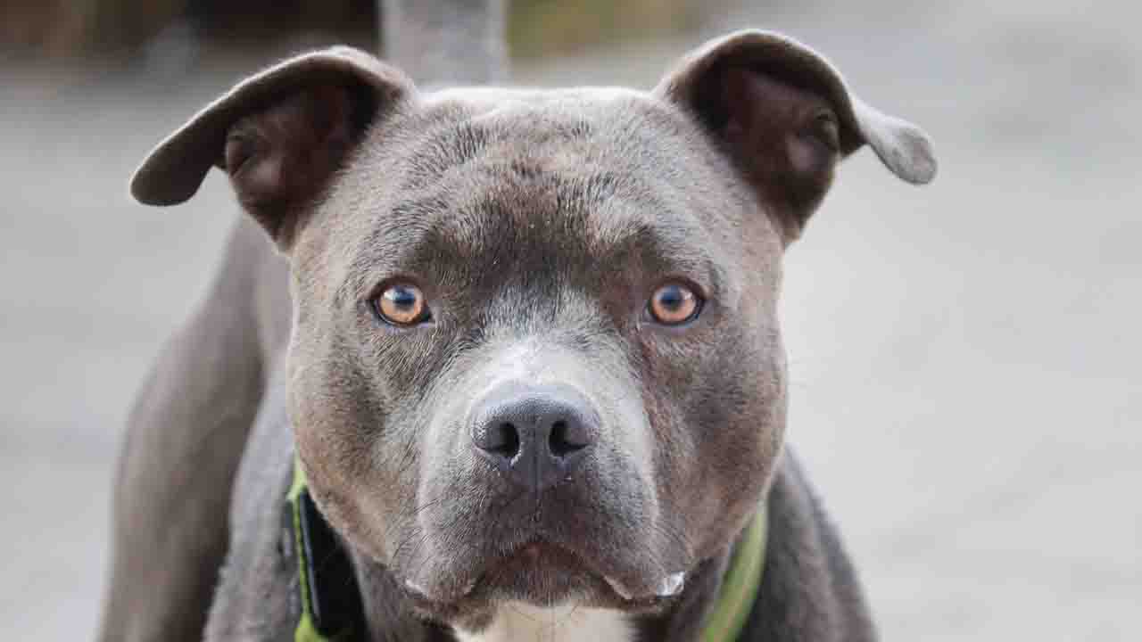 Primo piano del Pitbull grigio