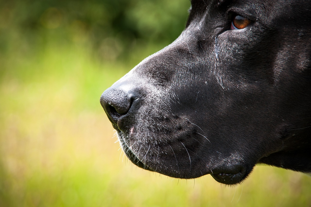 muso del cane nero