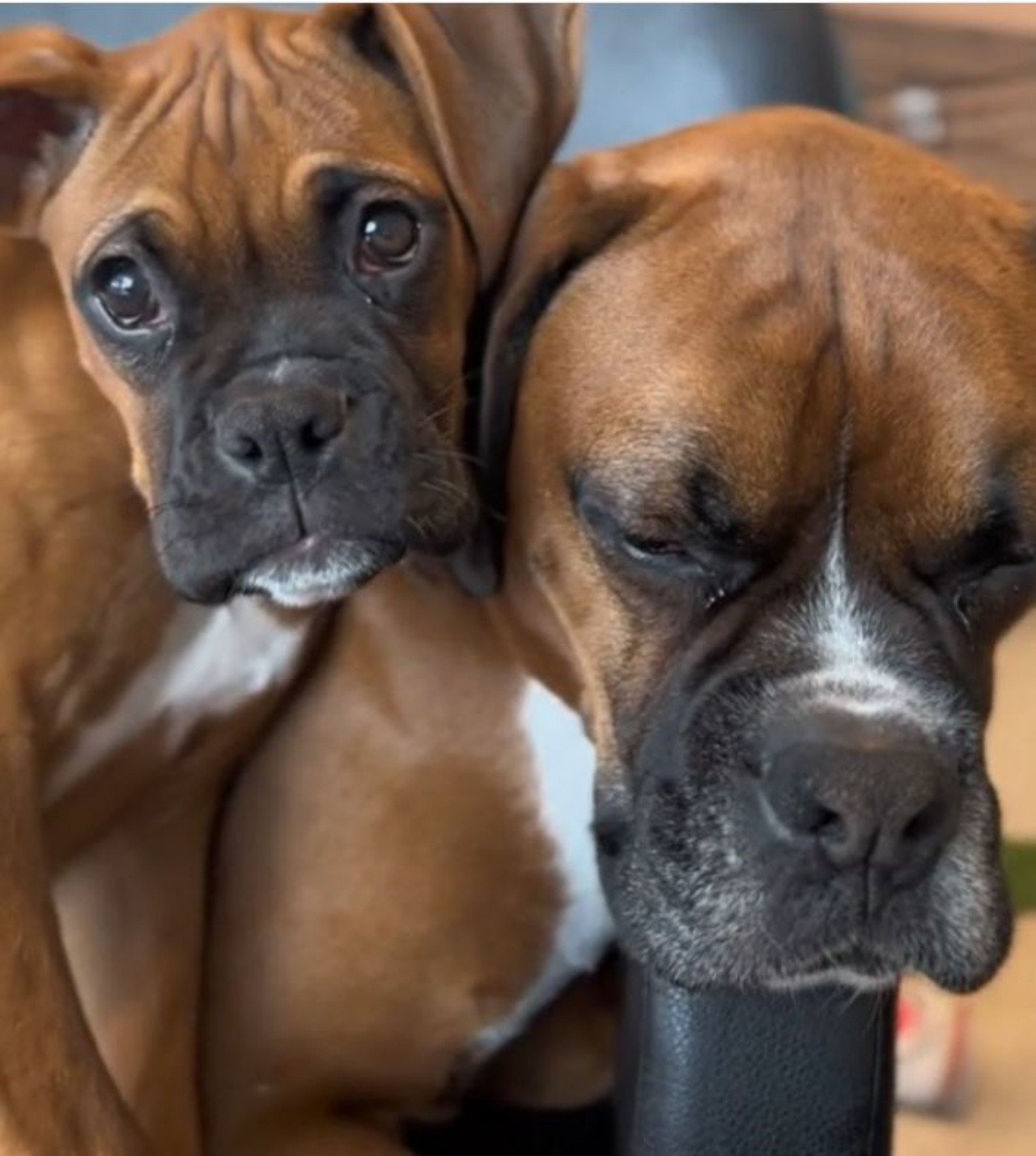 Un cucciolo di cane Boxer insieme ad un cane adulto