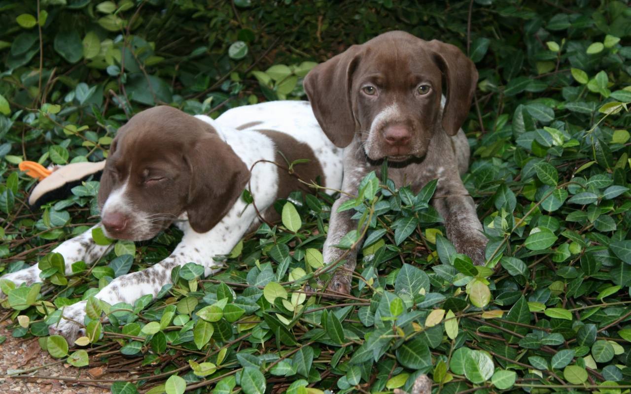 cagnolini nascosti tra le foglie