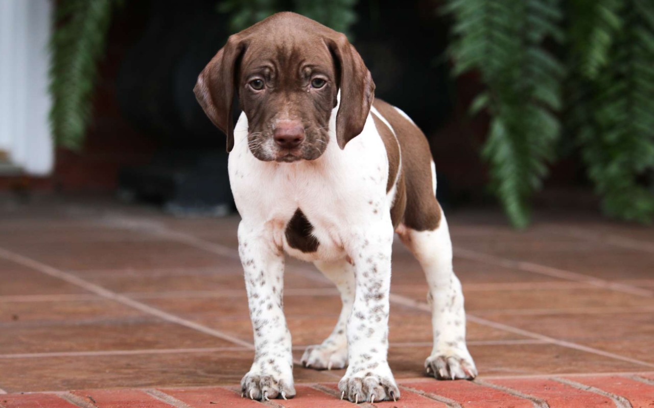 cucciolo di cane da ferma